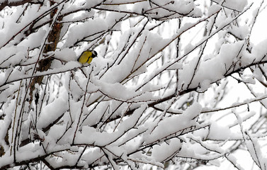 The bird on the branch of trees in the snow