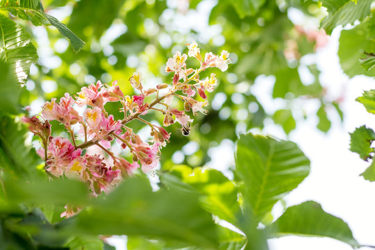 Beautiful pink chestnut blossom. Spring background. Close up