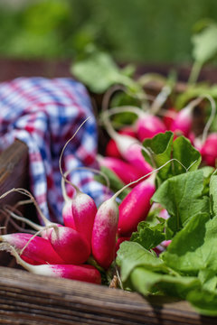 Bunch of fresh radishes in a wooden box outdoors on the table