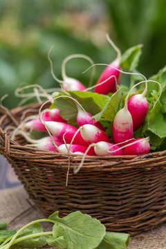 Bunch of fresh radishes in a wicker basket outdoors on the table