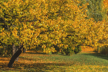 Autumn city park. Park in the fall. Bright autumn trees in the park. Sunny day