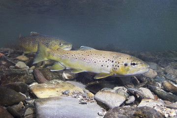 Brown trout (Salmo trutta) preparing for spawning in small creek. Beautiful salmonid fish in close up photo. Underwater photography in wild nature. Mountain creek habitat.