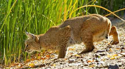 Bobcat drops lower to prepare to pounce