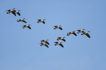 Large Flock of Canada Geese Flying in a Blue Sky