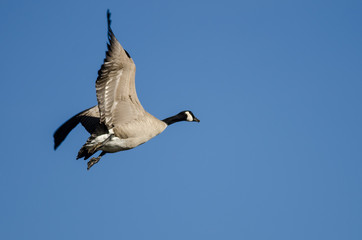 Lone Canada Goose Flying in a Blue Sky
