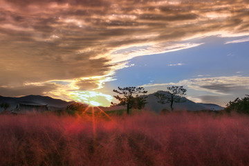 핑크뮬리 저녁노을 sky