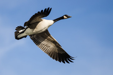 Lone Canada Goose Flying in a Blue Sky