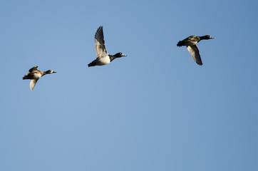 Obraz premium Three Ring-Necked Ducks Flying in a Blue Sky