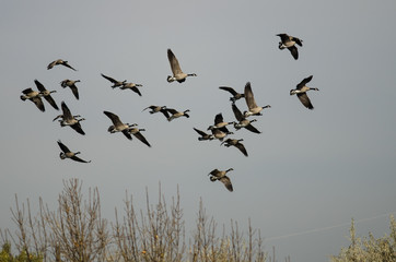 Flock of Canada Geese Flying Over The Autumn Marsh