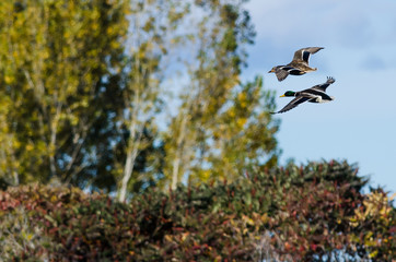 Pair of Mallard Ducks Flying Past the Autumn Trees
