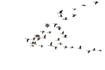 Large Flock of Canada Geese Flying on a White Background