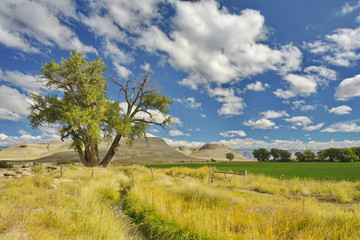 Obraz premium Tree, sky, hills, and fields of Wyoming