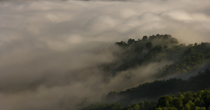 Fototapeta Trees in the fog