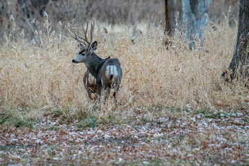 Large muledeer in the rut following a doe