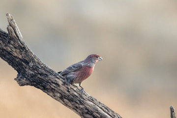 Adult Male House Finch perched on a branch