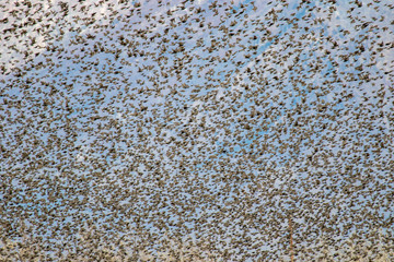 thousands of starling birds blast off in the mountains
