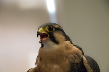 Peregrine Falcon close up portrait - Falco peregrinus