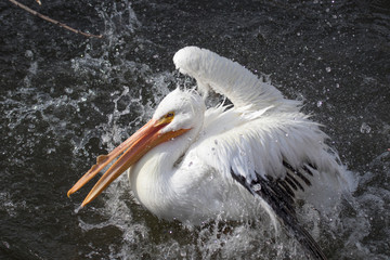American white pelican taking a bath in a lake