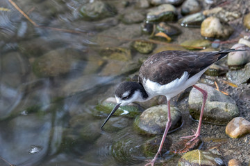 Black-necked Stilt forqages for food along the shore