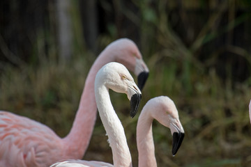 Close up of pink flamingos in profile against plain green background