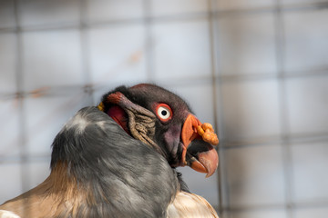 Closeup portrait of a colorful adult King vulture