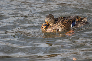 An adult female Mallard floats in a pond