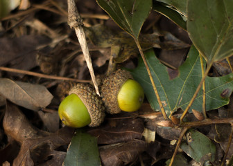 Green acorns on the ground