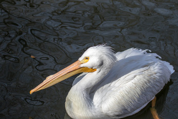 Close-up of an American white pelican floating in the lake