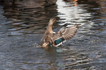 A mallard flaps her wings in a pond