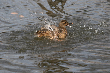 A Mallard splashes in a pond, playing and grooming herself