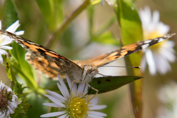 Fototapeta na wymiar Painted lady butterfly feeding on white flower