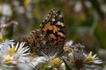 Obraz premium Painted lady butterfly feeding on white flower
