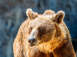 Obraz na płótnie Canvas Brown Bear (Ursus Arctos) Portrait