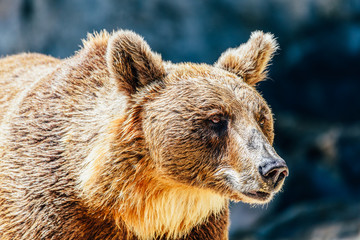 Obraz premium Brown Bear (Ursus Arctos) Portrait