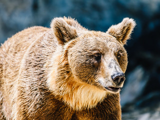 Obraz premium Brown Bear (Ursus Arctos) Portrait