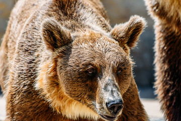 Obraz premium Brown Bear (Ursus Arctos) Portrait