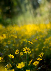 Field of Yellow daisies