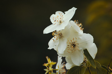 weiße Blüten Jasmin, Detail