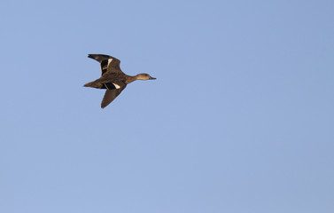 Duck in flight with copy space
