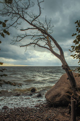 toter Baum am Strand mit Wellen und Steinen