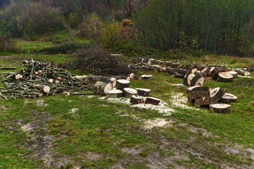 sawed parts of a tree, Tree logs on the grass. sawed trunk, beech tree