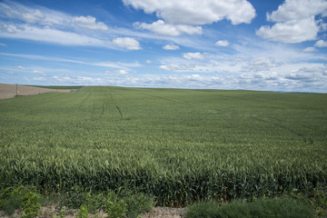 Wheat Field - Oregon