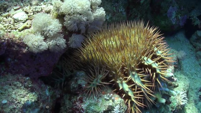 Red Spanish Dancer nudibranch sea slug underwater on sandy bottom. Relax video about tropical marine animals feeding coral in world of wildlife.
