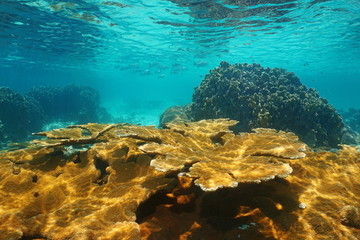Naklejka premium Caribbean sea underwater shallow coral reef, Bastimentos national marine park, Bocas del Toro, Panama, Central America