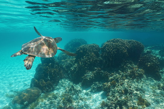 Underwater a green sea turtle Chelonia mydas over a coral reef, Caribbean sea