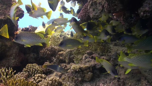 Pomadasys commersonnii school of fish on coral reef relax underwater Red sea. Sweetlips Grunzer of yellow color. Amazing video about marine nature on background of beautiful lagoon.