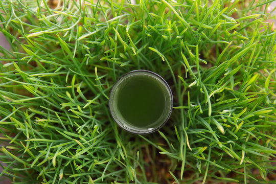 Shot of healthy juice in sprouted wheat grass