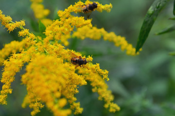 Insects on wildflower, close up