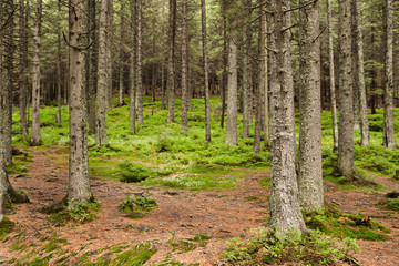 Fototapeta premium View of beautiful mountain forest