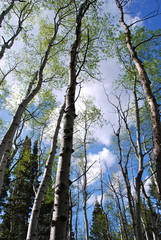 Aspen Trees Spiraling Up 